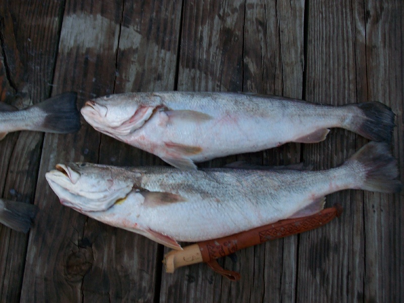 Big ol' whitetrout