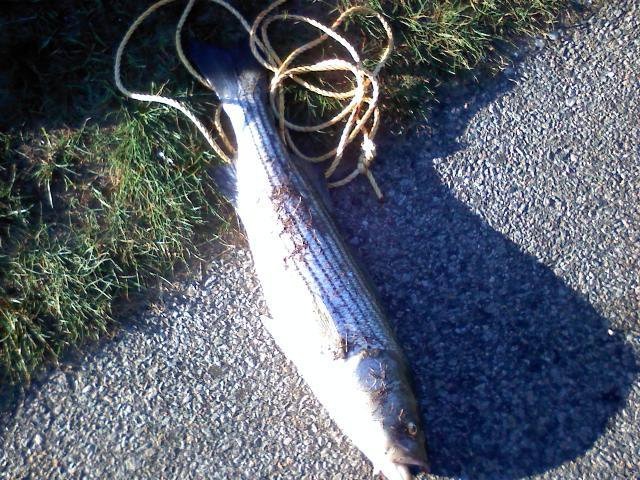 canal fishing with dad