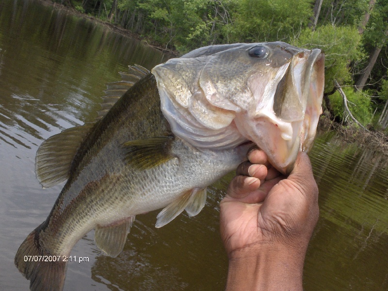 I Love Bass Fishing