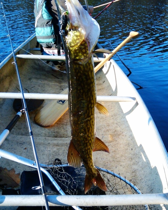 pickerel