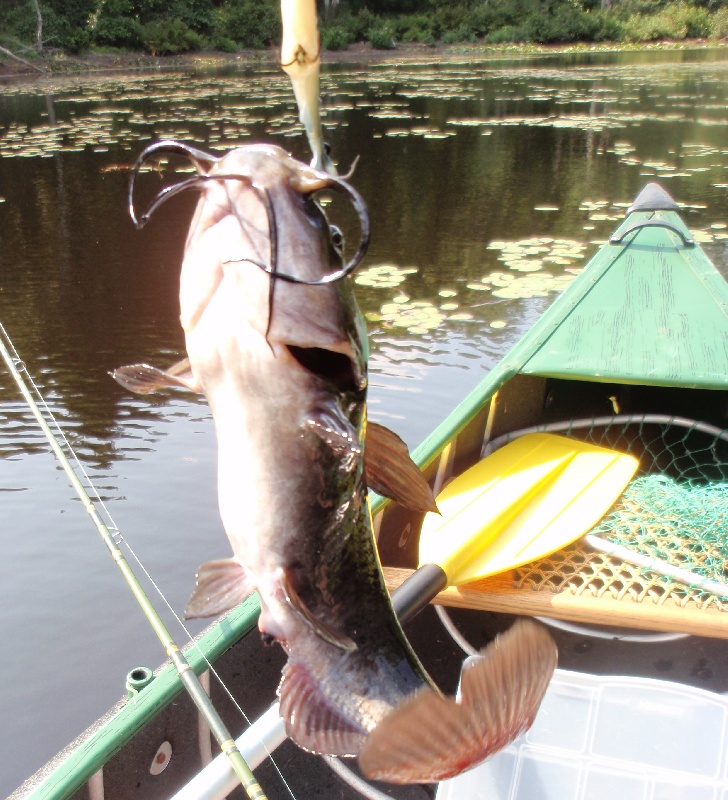 Catfish/Hornedpout/Bullhead