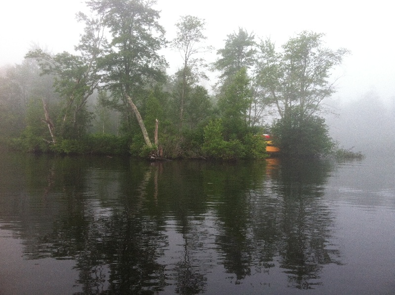 Overgrown Vegetation on a morning like this is the best it can get